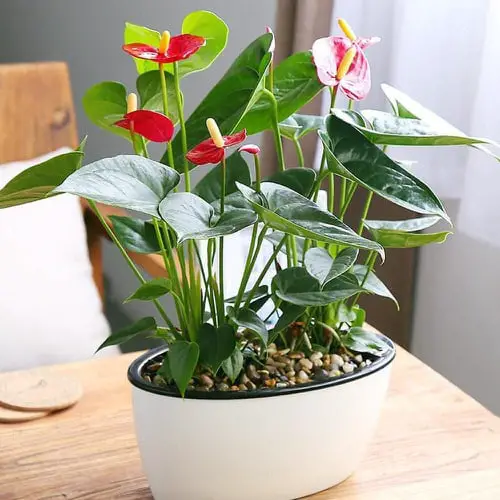 Most Attractive Houseplants for Decorative Purpose 9
