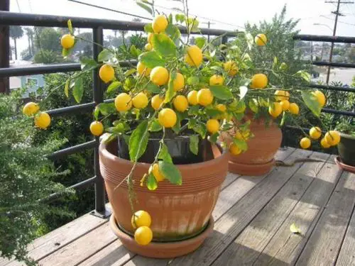 Edible Balcony Garden Pictures 7
