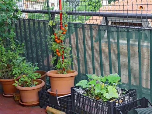 Edible Balcony Garden Pictures 8