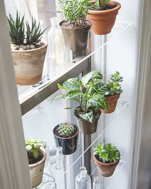Transparent Shelves for Succulents