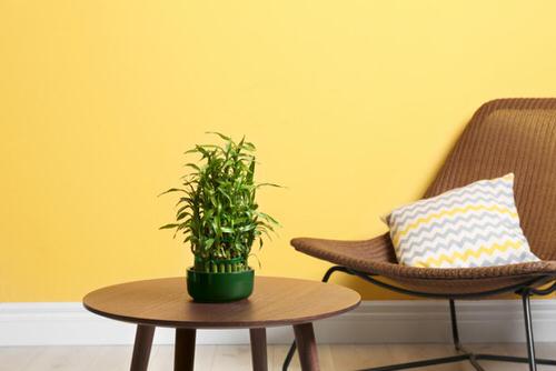 Different Types of Lucky Bamboo Styles