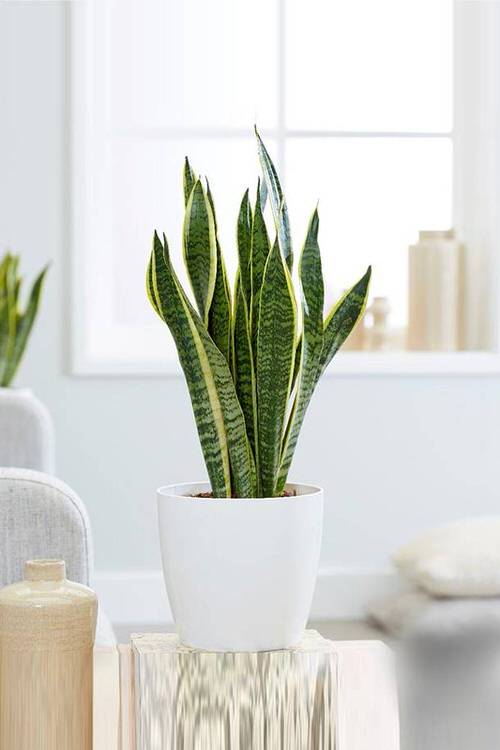 Indoor Plants that Absorb CO2 at Night