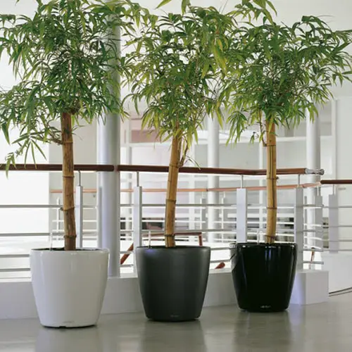 Growing Houseplants