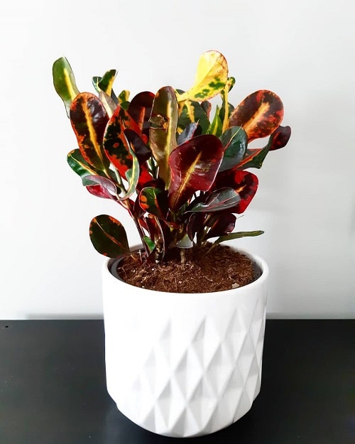 best Indoor Plants with Rainbow Foliage
