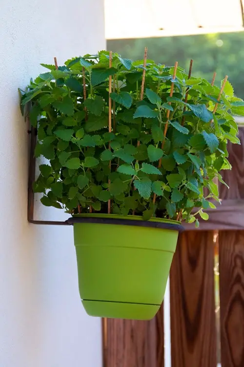 Herbs You Can Grow for Cough 