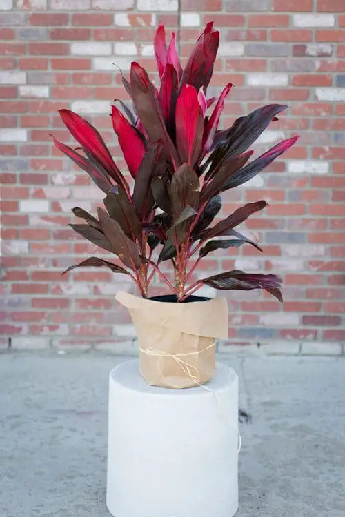 Indoor Cordyline Varieties