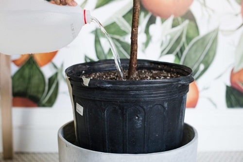 Secret Tips for Healthiest Fiddle Leaf Figs