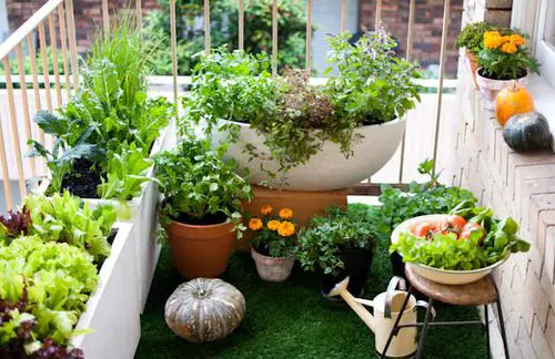 Edible Balcony Garden Pictures 9