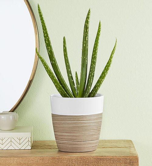 Indoor Plants that Absorb CO2 at Night 2