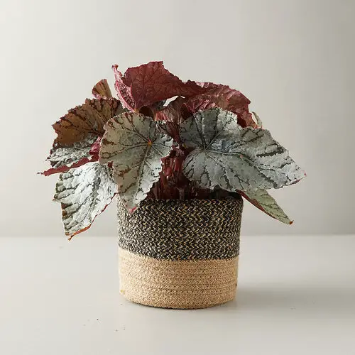 Outdoor Plants that Can be Grown as Indoor Plants 2