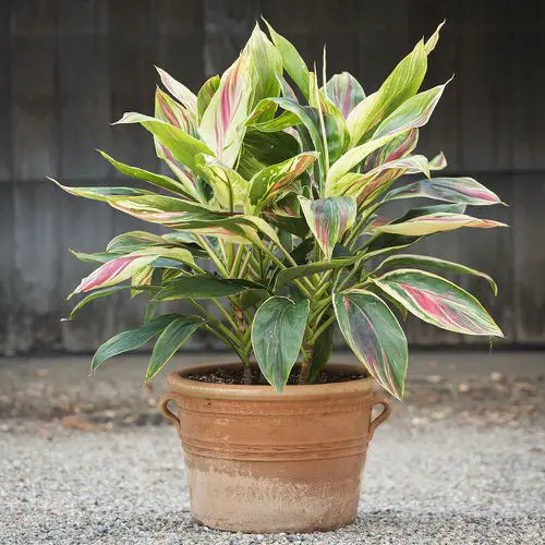 top best Indoor Cordyline Varieties