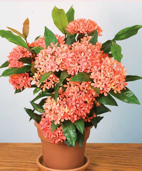 Orange Houseplants 2