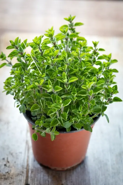 Herbs You Can Grow for Cough and Cold 