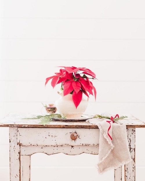 Red Heart Shaped Indoor Plants 2