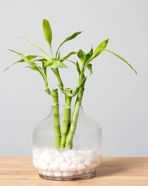 Famous Lucky Bamboo Styles & Varieties 2