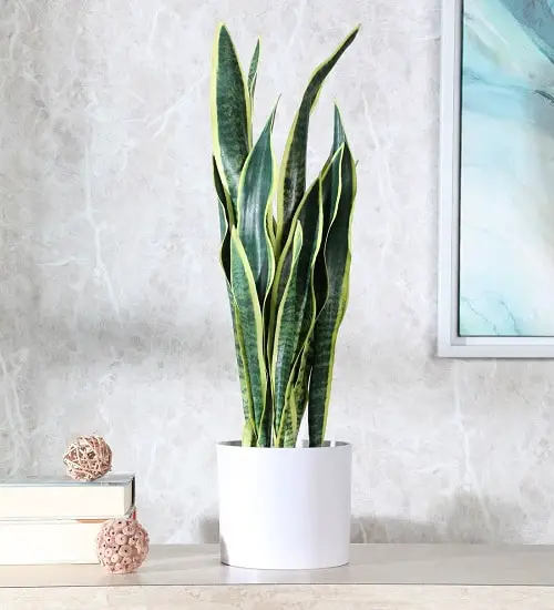 Indoor Plants that Reduce Respiratory Problems 2
