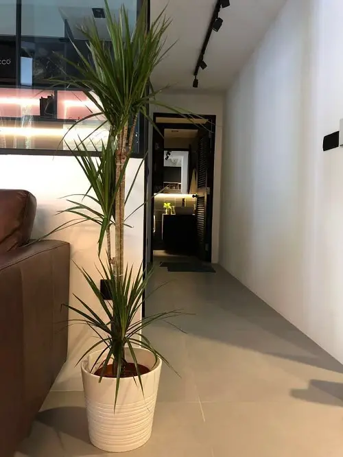Perfect Hotel Plants You Can Grow in Your Home 2