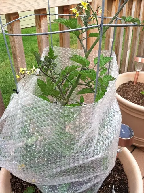 Masterful Tips for Overwintering Balcony Garden Plants