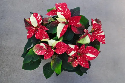 Types of Poinsettias 13