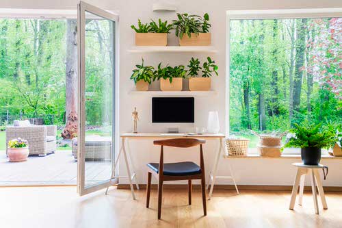 Stylize Your Home with Big and Lush Ferns 2