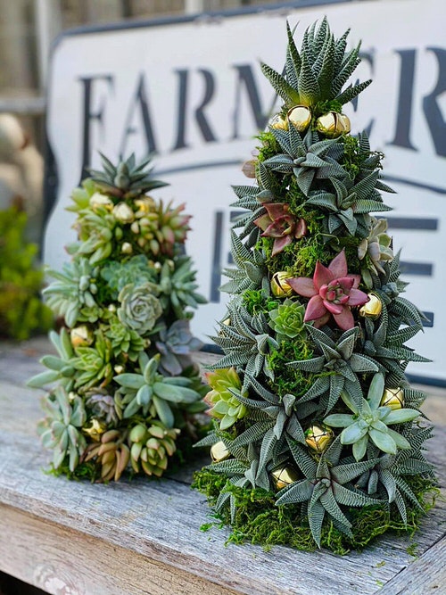 Christmassy Succulent Trees