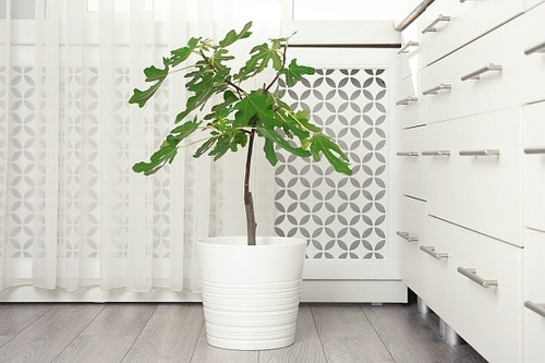 Indoor Fruit Tree Pictures for Inspiration 3
