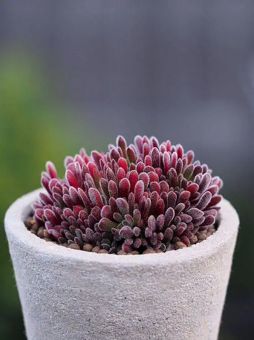 Fuzzy Foliage Houseplants