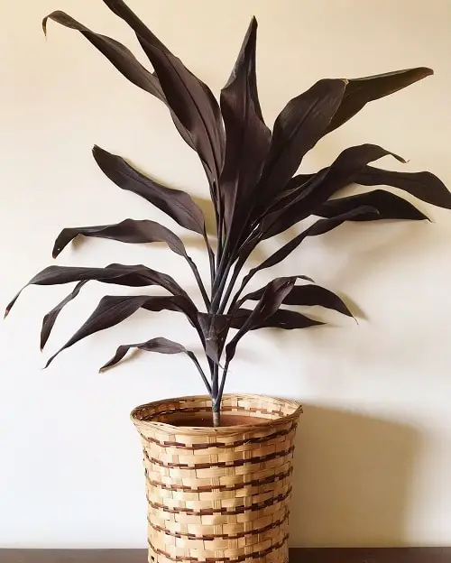 top Indoor Cordyline Varieties
