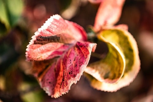 top Indoor Plants with Rainbow Foliage