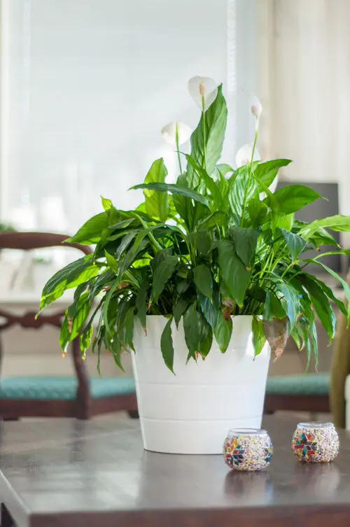 Indoor Flowers 3