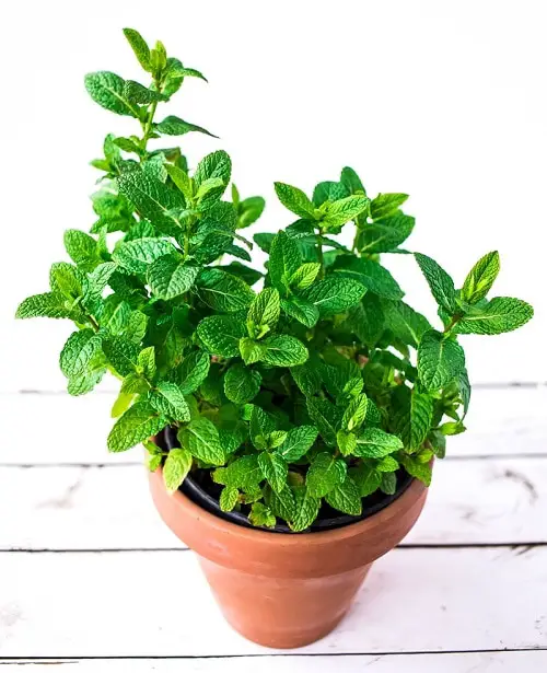 Herbs You Can Grow for Cough 