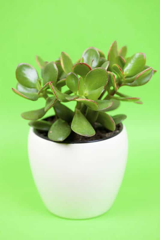 Houseplants that Love Coffee-Jade Plant