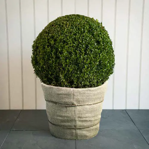 Outdoor Plants that Can be Grown as Indoor Plants 3