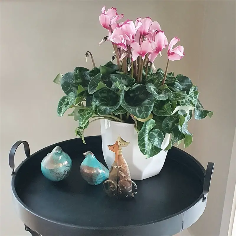 Houseplants That Love Coffee-Cyclamen