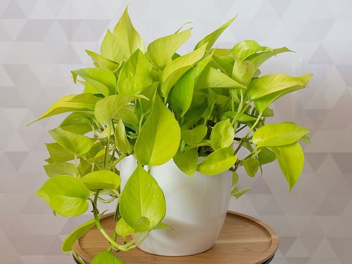 Lucky Plants and Flowers 3