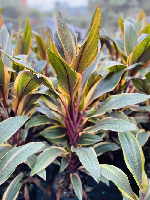 Beautiful Cordyline Varieties in garden