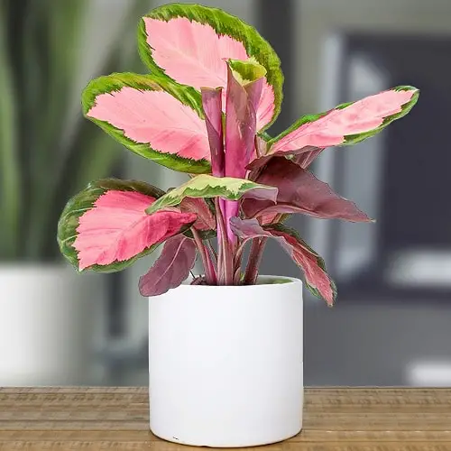 Indoor Plants with Rainbow Foliage