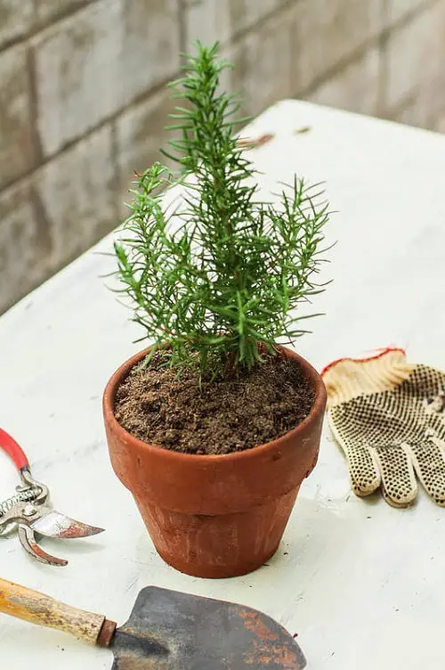 Herbs for Cough and Cold