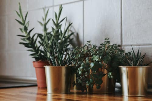Upcoming 2021 Gardening Trends That You Must Check Out 3