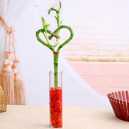 Famous Lucky Bamboo Styles & Varieties 10