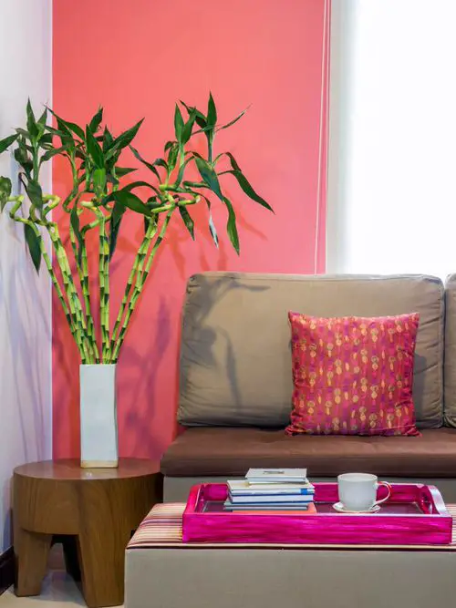 Different Types of Lucky Bamboo Styles 3