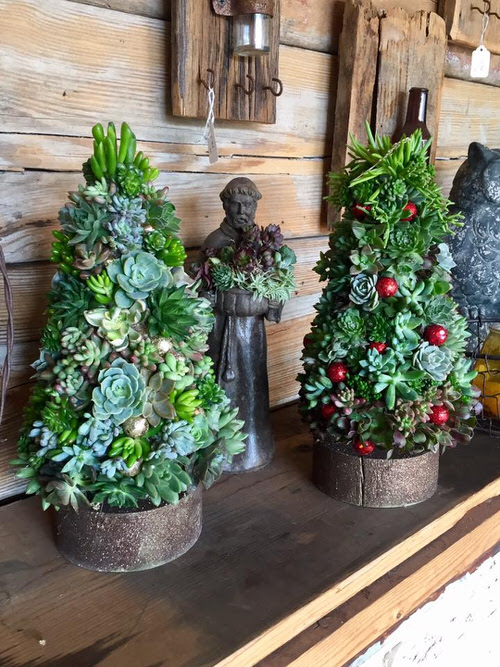 A Pair of Two Trees Christmassy Succulent Trees
