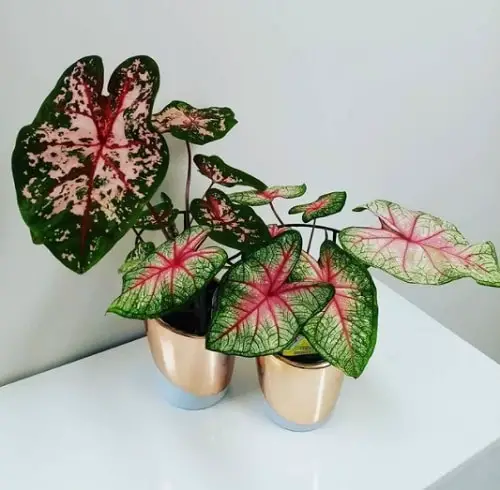 top Indoor Plants with Rainbow Foliage