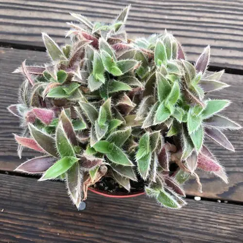 Plants with Soft Leaves
