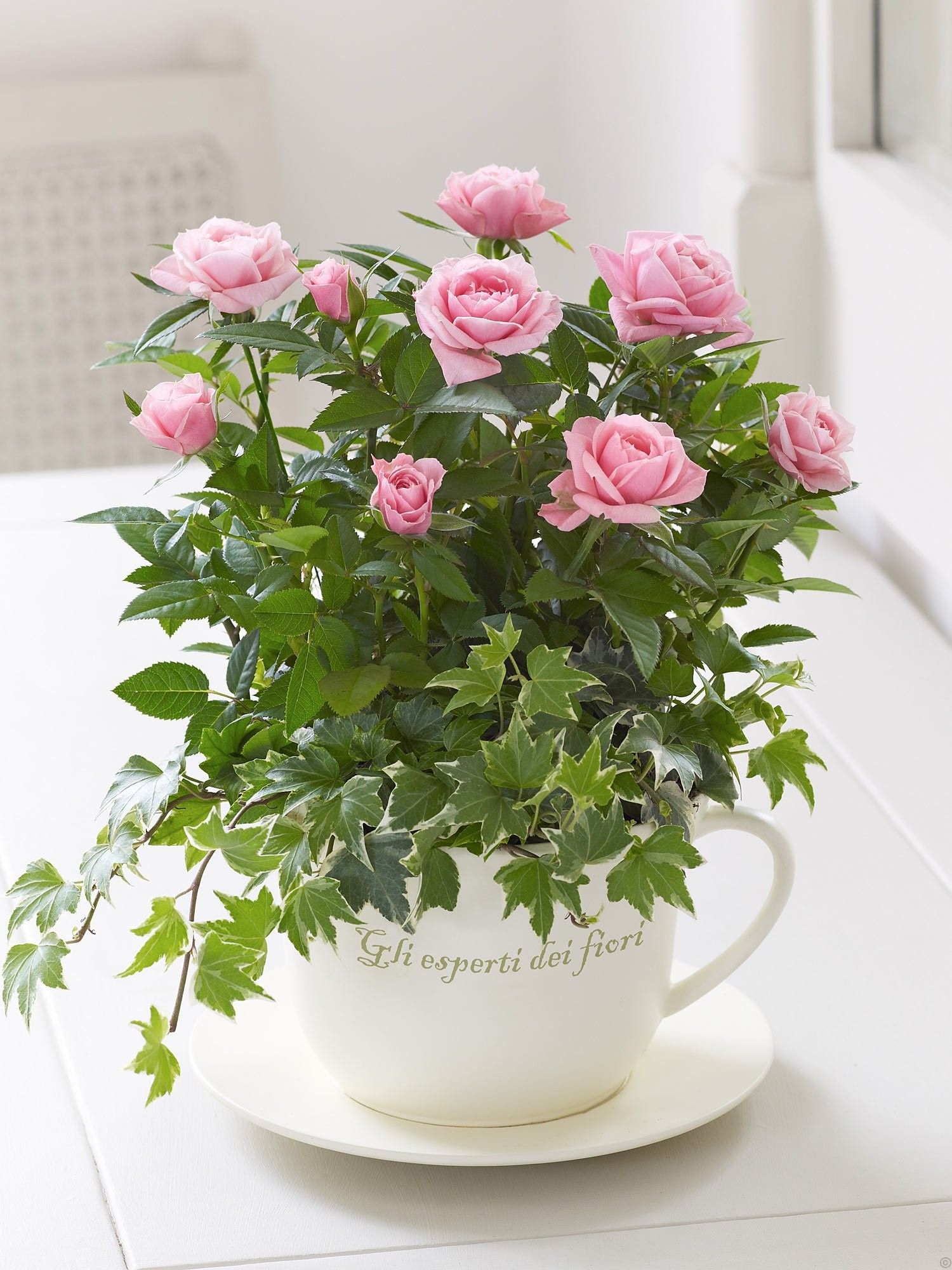 Miniature Roses in Coffe mug planter