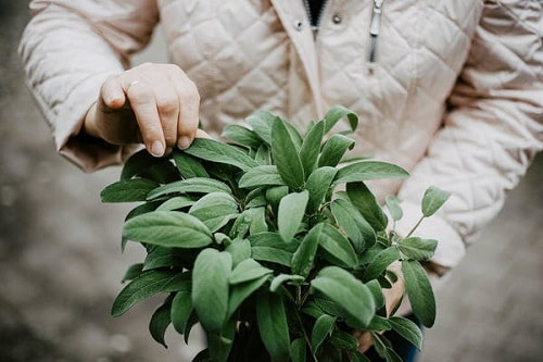 Herbs for Cough and Cold