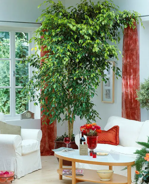 Fast Growing Indoor Plants