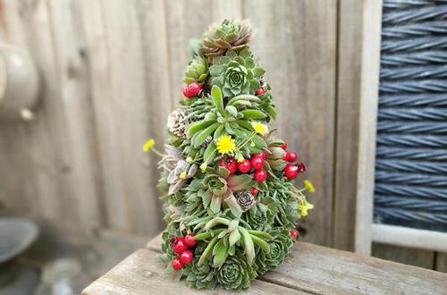 Succulent Christmas Trees A Colorful Succulent Tree!