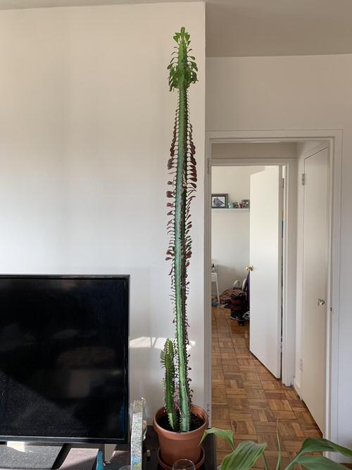 Indoor Plants that Grow Tall