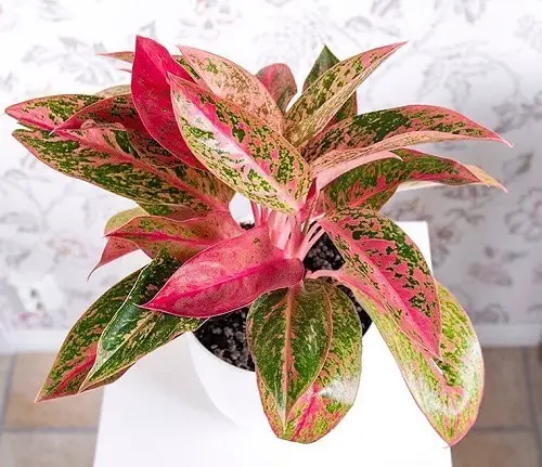 Indoor Rainbow-Flowered Plants